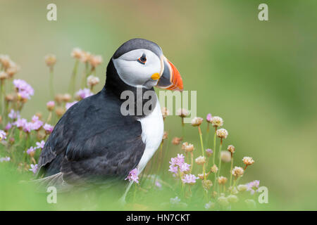 Papageitaucher (Fratercula Arctica) Erwachsene, Porträt unter blühenden Meer Sparsamkeit, große Saltee Saltee Inseln, Irland. Stockfoto