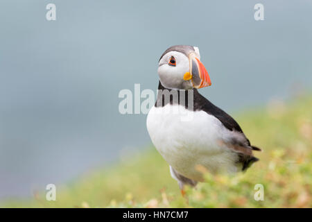 Papageitaucher (Fratercula Arctica) Erwachsenen, stehend im Rasen mit geringer Tiefe von Feld, große Saltee Saltee Insel, Irland. Stockfoto