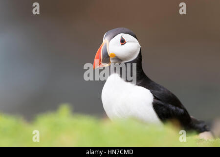 Papageitaucher (Fratercula Arctica) Erwachsenen, Gras mit geringer Tiefe von Feld, große Saltee Saltee Insel, Irland. Stockfoto