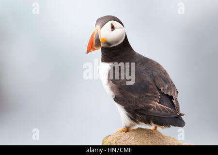 Papageitaucher (Fratercula Arctica) Erwachsenen, stehen auf Felsen der Küste Klippe, große Saltee Saltee Insel, Irland. Stockfoto