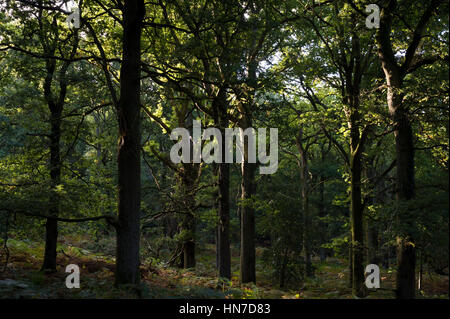 Eichen im Wald von Dean, Gloucestershire, Vereinigtes Königreich. Stockfoto
