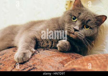 Britische Katze liegend auf der Couch indoor Stockfoto
