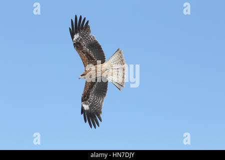 Schwarz-eared Kite (Milvus Migrans Lineatus) - ein Schwarzmilan der östlichen Unterart Lineatus full Frame Underwing, auf der Flucht vor einem strahlend blauen Himmel Stockfoto