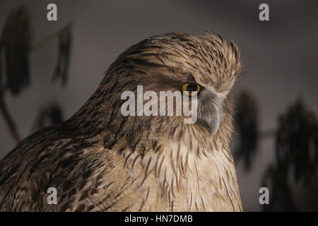 Weibliche Blakiston Uhu oder Fisch-Eule (Bubo Blakistoni), eine weltweit gefährdete Nachtschwärmer aus Hokkaido, Japan Stockfoto