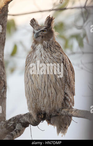 Weibliche Blakiston Uhu oder Fisch-Eule (Bubo Blakistoni), eine weltweit gefährdete Nachtschwärmer aus Hokkaido, Japan Stockfoto