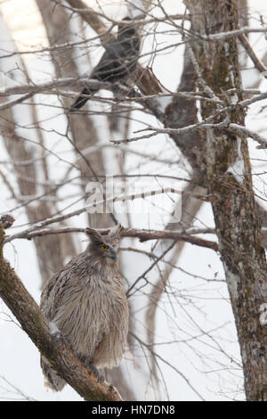 Weibliche Blakiston Uhu oder Fisch-Eule (Bubo Blakistoni), eine weltweit gefährdete Nachtschwärmer aus Hokkaido, Japan Stockfoto