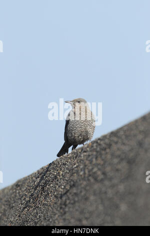 Weibliche Blue Rock Soor (Monticola Solitarius Philippensis), thront auf einem konkreten Hafenmauer vor blauem Himmel, in Kyushu, Japan Stockfoto