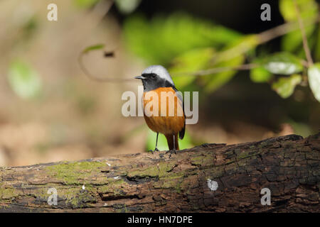 Männliche Daurische Redstart (Phoenicurus Auroreus), eine rote. schwarzen & weißen Vogel sitzend auf einem umgestürzten Baum auf einer sonnigen Lichtung im Wald, auf Kyushu, Japan Stockfoto