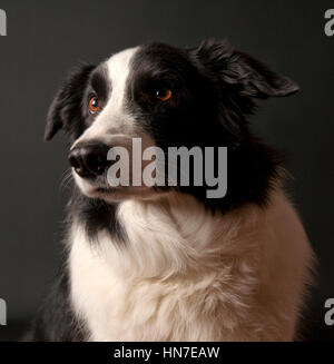 Border-Collie sitzen gerade etwas, Porträt Stockfoto