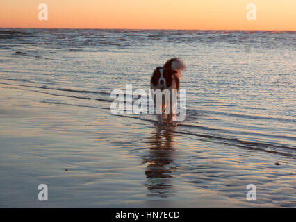 Border-Collie Hund spielen im Meer bei Sonnenaufgang Stockfoto