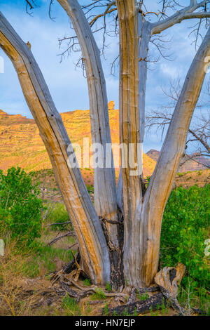 Pappeln mit Rinde, die herunterfallen, schlug Desolation Canyon Wilserness, Utah Green River Populus fremontii Stockfoto
