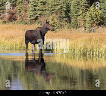 Junge Elche tatenlos Teich im Park Stockfoto