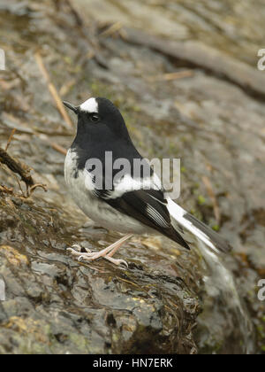 Kleine Widłogon (Enicurus Scouleri) in Uttarakhand, Indien. Stockfoto