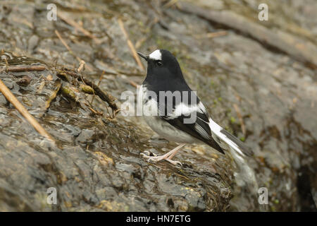 Kleine Widłogon (Enicurus Scouleri) in Uttarakhand, Indien. Stockfoto