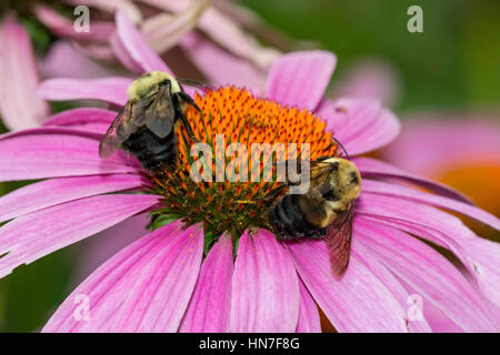 Auf zwei östlichen Holzbienen aus Sonnenhut Stockfoto