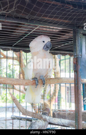 Weiße Ara Papagei im Käfig im Zoo. Stockfoto