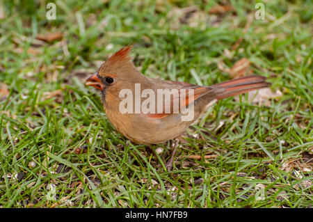 Vadnais Heights, Minnesota. Weibliche Northern Cardinal, Cardinalis Cardinalis, Vogelfutter im Herbst auf dem Boden zu essen. Stockfoto