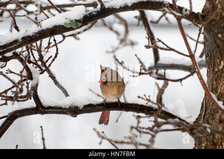 Vadnais Heights, Minnesota.  Weibliche Northern Cardinal, Cardinalis Cardinalis, im Winter auf Ast sitzend. Stockfoto
