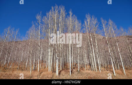 Herbst blattlosen Bäume an einem sonnigen Tag. Stockfoto
