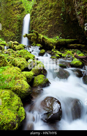 Ein schwer zu erreichende und entfernten Wasserfall im Hinterland von der Columbia River Gorge, Oregon, USA. Stockfoto