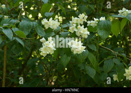 Mock-Orange, Philadelphus coronarius Stockfoto