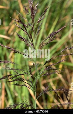Gemeinsamen Schilf Phragmites australis Stockfoto