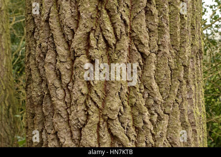 Aspen Stamm, Populus tremula Stockfoto