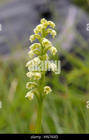 Kleine weiße Orchidee, Pseudorchis albida Stockfoto