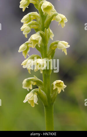 Kleine weiße Orchidee, Pseudorchis Albida Close Up Stockfoto