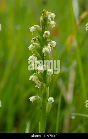 Kleine weiße Orchidee, Pseudorchis albida Stockfoto