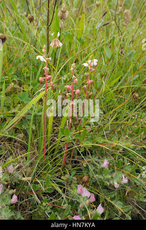 Runde-leaved Wintergrün Pyrola Rotundifolia mit gemeinsamen Restharrow, Ononis Repens wächst Stockfoto