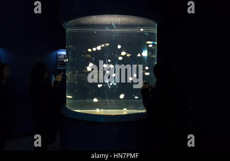 Quallen und Meerestiere Schwimmen im Wassertank. Menschen, Touristen, Besucher in Osaka Aquarium, Japan, Asien Stockfoto