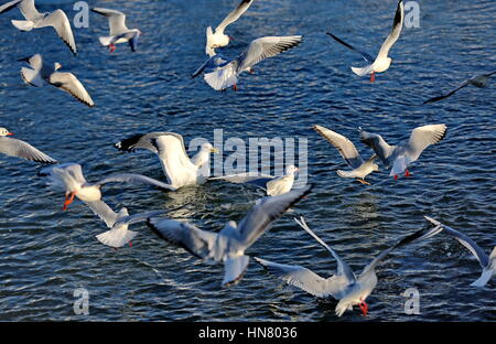 Shijiazhuang, China der Provinz Hebei. 9. Februar 2017. Möwen Futter für Lebensmittel an der Mündung des Flusses in Qinhuangdao Stadt, Nordchinas Provinz Hebei, 9. Februar 2017. Bildnachweis: Yang Shiyao/Xinhua/Alamy Live-Nachrichten Stockfoto