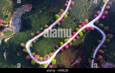 Longyan. 9. Februar 2017. Foto aufgenommen am 9. Februar 2017 zeigt Kirschblüten und Teeplantage in Yongfu Stadt Zhangping Stadt, Südost-China Fujian Provinz. Bildnachweis: Wei Peiquan/Xinhua/Alamy Live-Nachrichten Stockfoto