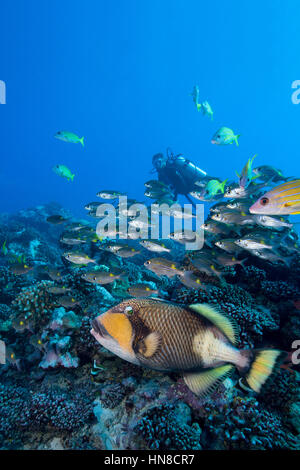 Ein Titan-Drückerfisch (Balistoides Viridescens geben die flüchtiges. Stockfoto