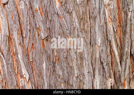 Alten Baum rissige Rinde Hintergrund Stockfoto