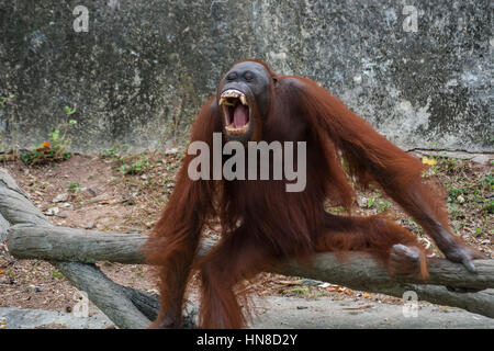 Orang-Utan mit offen Mund zeigen Eckzähne. Stockfoto