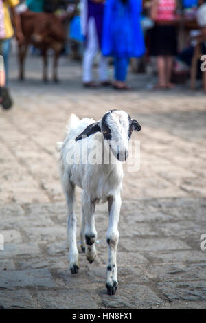 Kleine Ziege auf der Straße in Mumbai, Indien Stockfoto