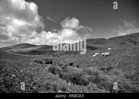 Blackseat Hill, Verbrühung Hill, den Cheviot Hills, Grafschaft Northumberland National Park, Northumbria, England, UK Stockfoto