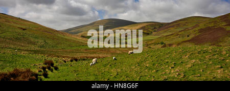 Blackseat Hill, Verbrühung Hill, den Cheviot Hills, Grafschaft Northumberland National Park, Northumbria, England, UK Stockfoto