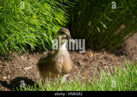 Eine Stockente Entlein sieht in der Ferne aus unter einigen Laub. Stockfoto