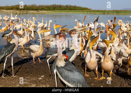 Pelikane und Marabu Störche am Ufer des Sees Ziway, Äthiopien Stockfoto