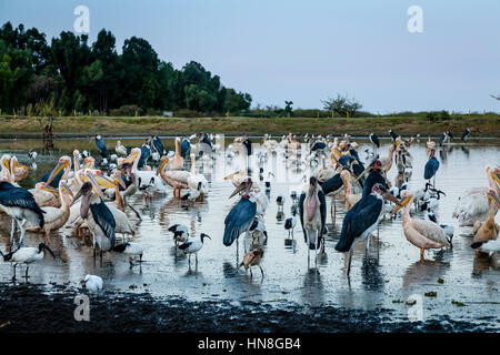 Pelikane und Marabu Störche am Ufer des Sees Ziway, Äthiopien Stockfoto