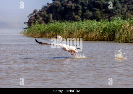Ein Pelikan im Flug, Lake Ziway, Äthiopien Stockfoto