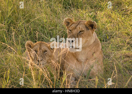 Wilde afrikanische Löwin mit jungen, Panthera Leo, liegen zusammen in die Masai Mara, Kenia, Afrika, Mutter mit Baby Löwe Stockfoto