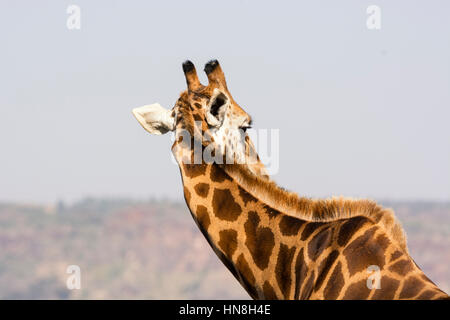 Rückansicht des Halses und Mähne einer Rothschild-Giraffe, Giraffe Giraffe Rothchild, Nakuru-Nationalpark, Kenia, Afrika, Giraffenhals und Mähne. Stockfoto
