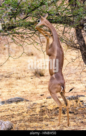 Gerenuk, Litocranius Walleri, manchmal genannt Gazelle Giraffe, stehend auf Hinterbeine zum Weiden von einem Baum, Buffalo Springs Game Reserve, Kenia Afrika Stockfoto