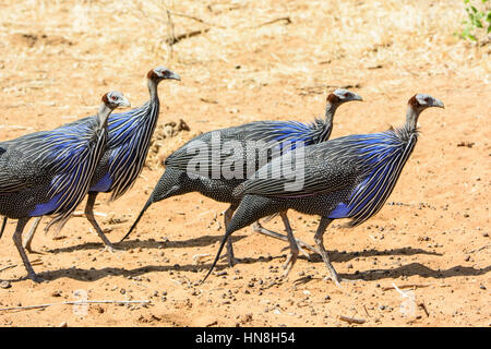 Gruppe von Vulturine zum Acrylllium Vulturinum, Buffalo Springs Game Reserve, Samburu, Kenia, Afrika. Herde von Vulturine Perlhuhn. Stockfoto