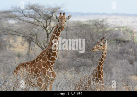 Zwei wilde retikuliert Giraffen, Giraffa Plancius Reticulata, Buffalo Springs Game Reserve, Samburu, Kenia, Erwachsenen Giraffe und Kalb. Stockfoto