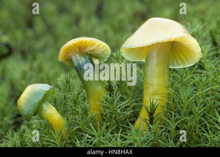 Papagei-Waxcap - Hygrocybe psittacina Stockfoto